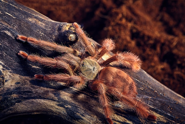 Kostenloses Foto tarantula tapinauchenius gigas