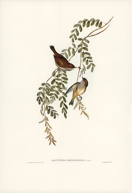 Tasmanian Acanthiza (Acanthiza Diemenensis) von Elizabeth Gould