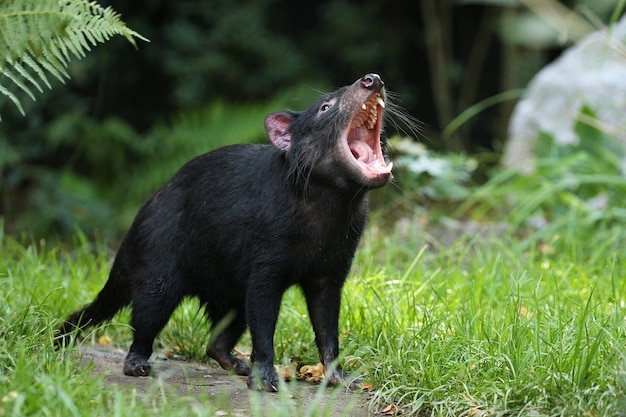 Tasmanischer Teufel. Sarcophilus harrisii