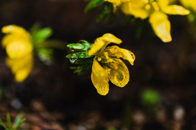 Tau auf gelben Blumen