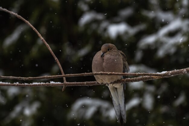 Taube sitzt auf einem dünnen Ast eines Baumes unter dem Schnee