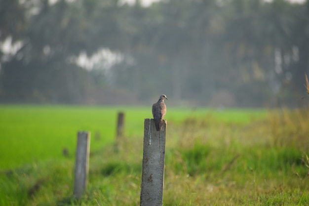 Taube thront auf einer Holzsäule in einem Feld