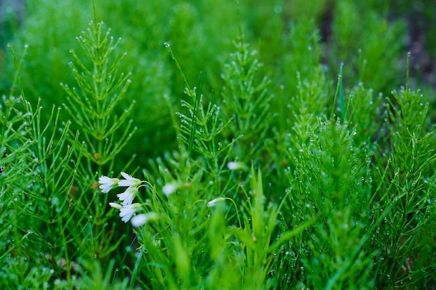 Tautropfen auf grünem Schachtelhalm, Nahaufnahme, selektiver Fokus Üppiges grünes Gras in Regentropfen, Frühlingswald, natürlicher Hintergrund