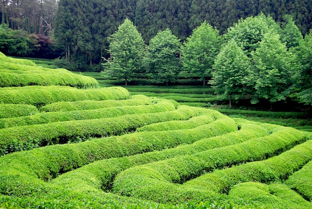 Teeplantage in Südostasien