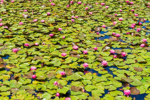 Teich mit schönen rosa heiligen Lotusblumen und grünen Blättern - ideal für eine Tapete