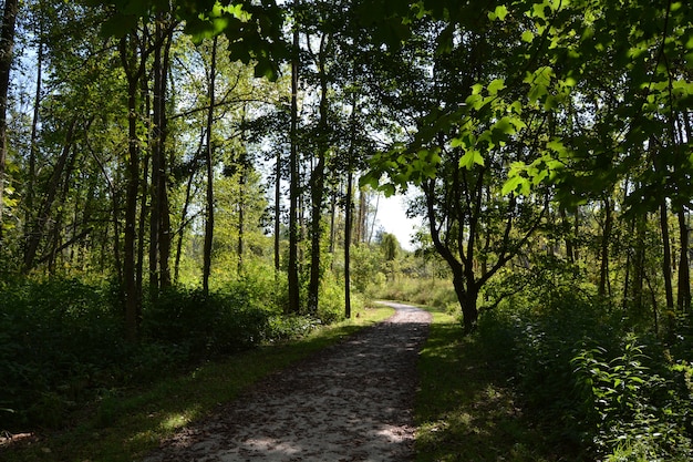 Teilweise beschatteter Feldweg durch hohe Bäume auf dem Land an einem sonnigen Tag