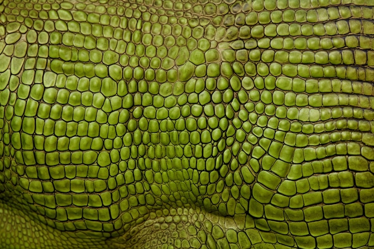 Kostenlose Foto textur der haarlosen tierhaut