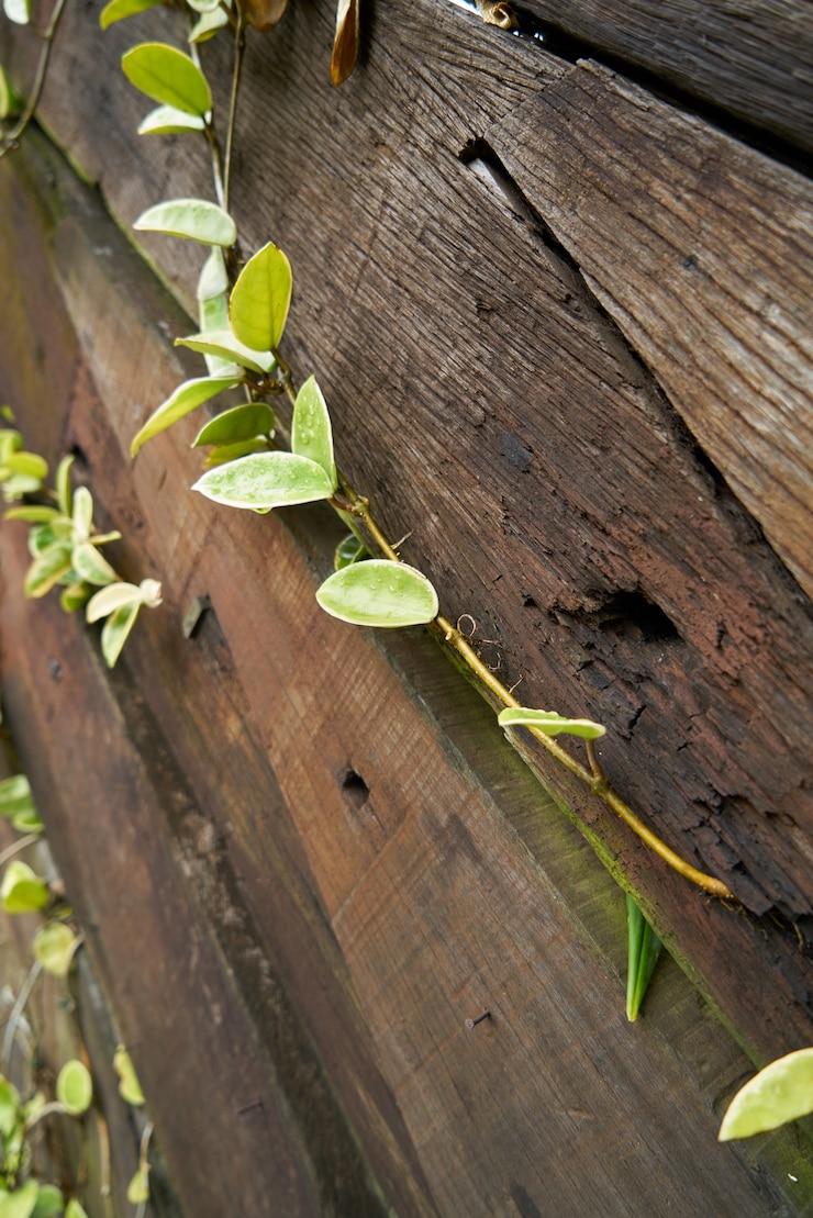 Kostenlose Foto textur detail holz pflanze hintergrund