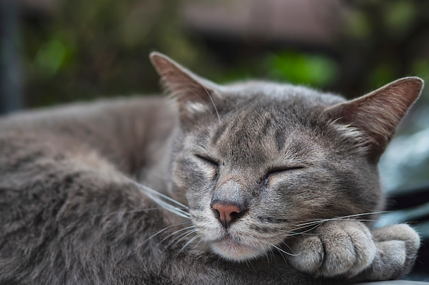 Thailändisches Haupthaustier der reizenden schlafenden Katze halten auf einem Auto, Haustier ein Schläfchen