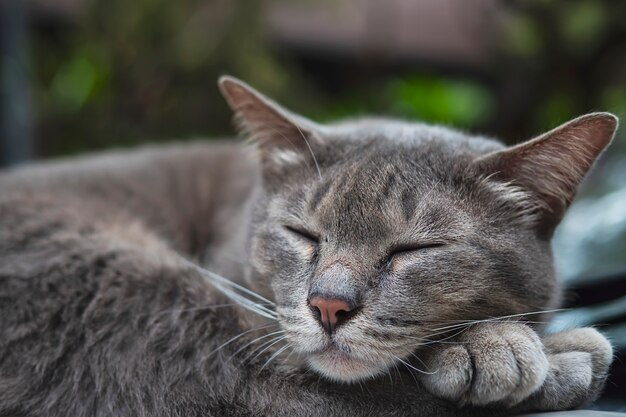 Thailändisches Haupthaustier der reizenden schlafenden Katze halten auf einem Auto, Haustier ein Schläfchen