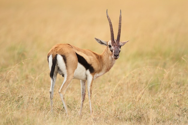 Thompsons Gazelle mitten auf einem mit Gras bedeckten Feld