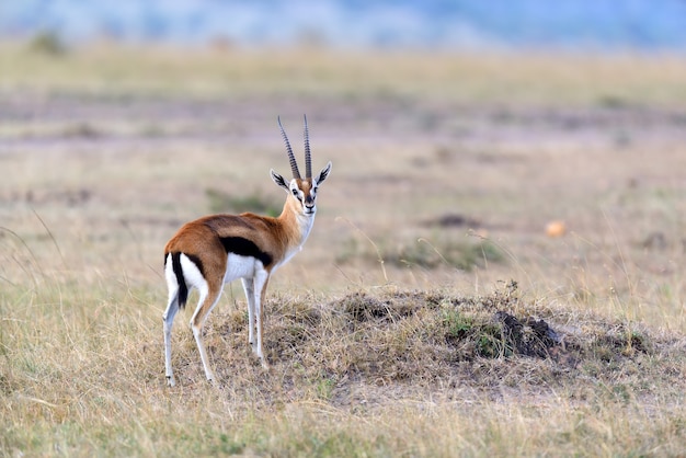 Thomsons Gazelle auf Savanne im Nationalpark von Afrika