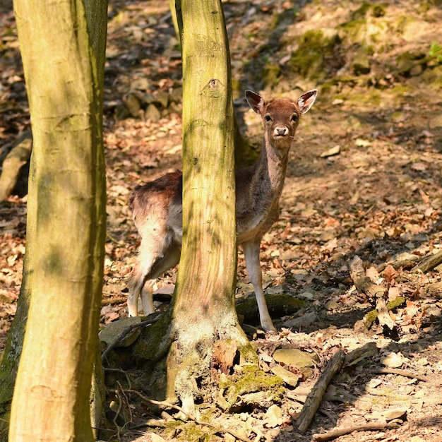 Tier in der Natur. Rotwild im Wald bei Sonnenuntergang.