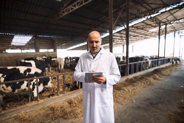 Tierarzt, der auf einer Tablette Gesundheitszustand von Rindern auf Kuhfarm tippt