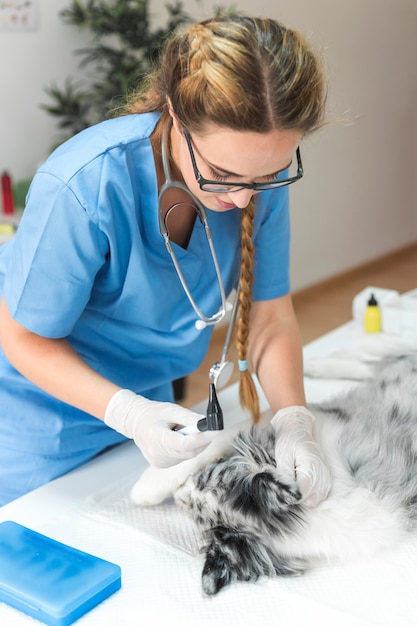 Tierarzt, der das Ohr des Ohrs des Otoskopes mit otoscope in der Klinik hält