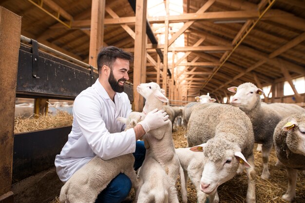 Tierarzt, der die Gesundheit von Lamm-Haustieren überprüft