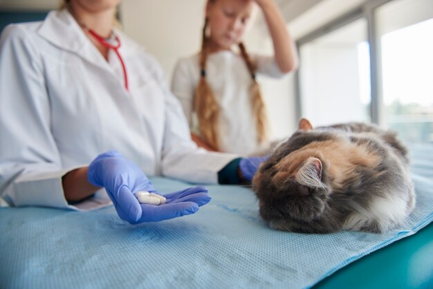 Tierarzt, der kranken Katzen einige Pillen gibt