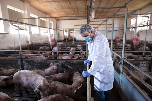 Tierarzt, der sich auf den Käfigzaun stützt und Schweine auf der Schweinefarm beobachtet und ihre Gesundheit und ihr Wachstum überprüft