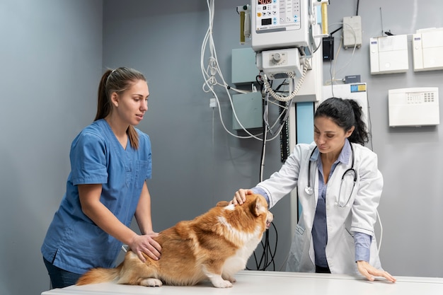 Tierarzt, der sich um einen Hund kümmert