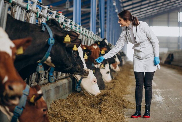 Tierarzt im Laborgewand, das am Kuhstall steht