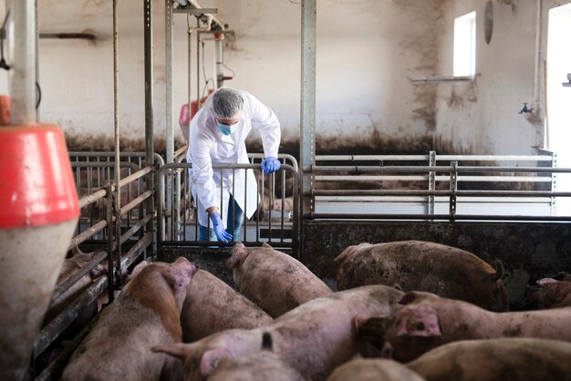 Tierarzt in der Schweinefarm, der das Vieh beobachtet und dessen Gesundheit überprüft