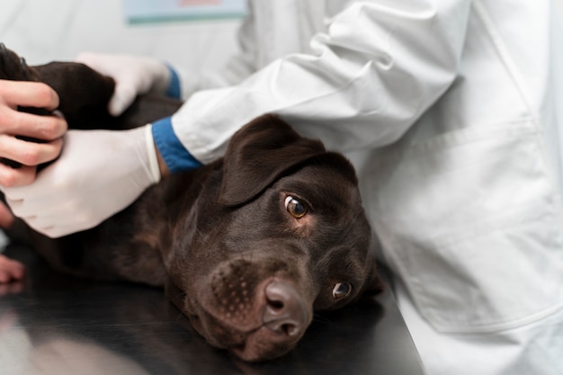 Kostenloses Foto tierarzt mit handschuhen aus nächster nähe