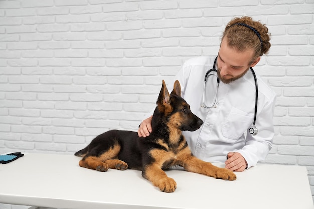 Tierarzt streichelt den Rücken des Hundes und beruhigt den Elsass