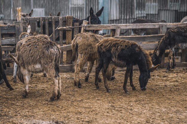 Tiere im Katzenstall auf dem Bauernhof