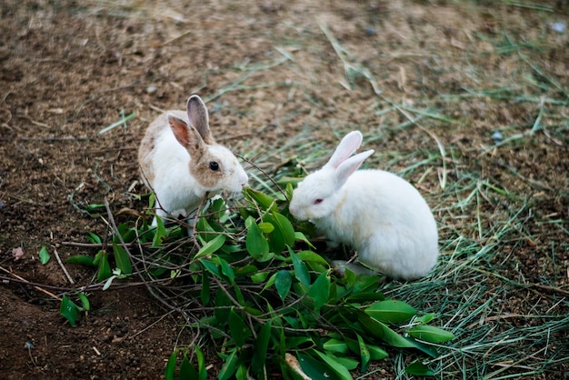 Tierinstinkt Natural Survive Wildlife