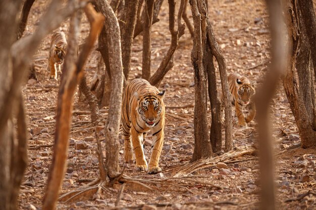 Tiger im Naturlebensraum Tiger-Männchen zu Fuß auf Komposition Wildlife-Szene mit gefährlichem Tier Heißer Sommer in Rajasthan Indien Trockene Bäume mit schönem indischen Tiger Panthera tigris