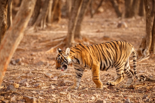 Tiger im Naturlebensraum Tiger-Männchen zu Fuß auf Komposition Wildlife-Szene mit gefährlichem Tier Heißer Sommer in Rajasthan Indien Trockene Bäume mit schönem indischen Tiger Panthera tigris