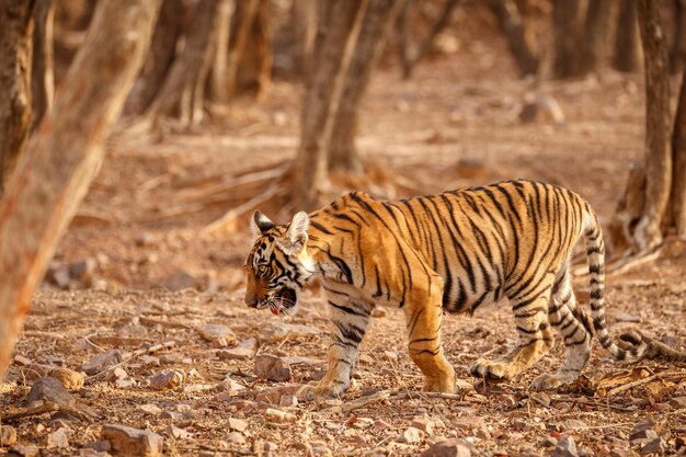 Tiger im Naturlebensraum Tiger-Männchen zu Fuß auf Komposition Wildlife-Szene mit gefährlichem Tier Heißer Sommer in Rajasthan Indien Trockene Bäume mit schönem indischen Tiger Panthera tigris