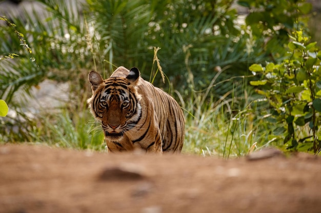 Tiger im Naturlebensraum Tiger-Männchen zu Fuß auf Komposition Wildlife-Szene mit gefährlichem Tier Heißer Sommer in Rajasthan Indien Trockene Bäume mit schönem indischen Tiger Panthera tigris