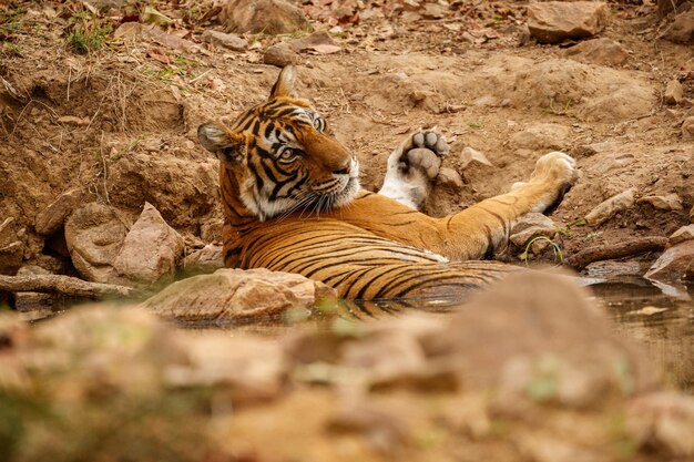 Tiger im Naturlebensraum Tiger-Männchen zu Fuß auf Komposition Wildlife-Szene mit gefährlichem Tier Heißer Sommer in Rajasthan Indien Trockene Bäume mit schönem indischen Tiger Panthera tigris