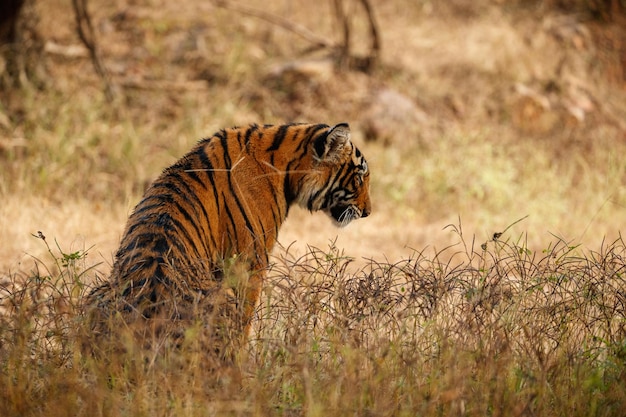 Tiger im Naturlebensraum Tiger-Männchen zu Fuß auf Komposition Wildlife-Szene mit gefährlichem Tier Heißer Sommer in Rajasthan Indien Trockene Bäume mit schönem indischen Tiger Panthera tigris