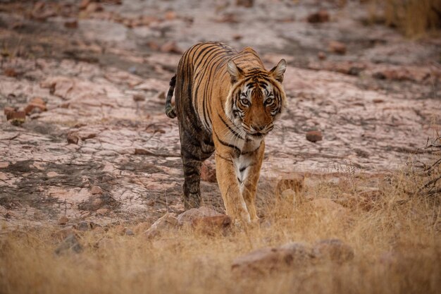 Tiger im Naturlebensraum Tiger-Männchen zu Fuß auf Komposition Wildlife-Szene mit gefährlichem Tier Heißer Sommer in Rajasthan Indien Trockene Bäume mit schönem indischen Tiger Panthera tigris