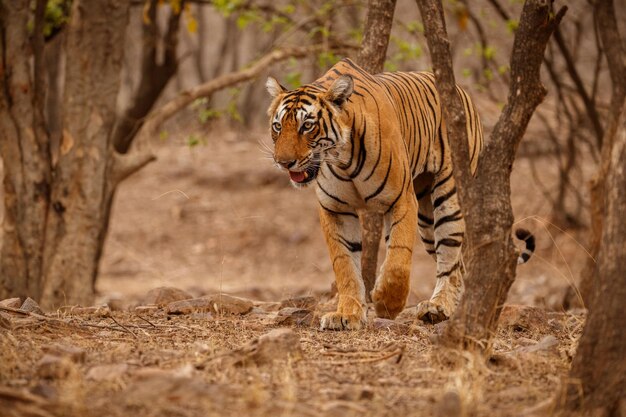 Tiger im Naturlebensraum Tiger-Männchen zu Fuß auf Komposition Wildlife-Szene mit gefährlichem Tier Heißer Sommer in Rajasthan Indien Trockene Bäume mit schönem indischen Tiger Panthera tigris