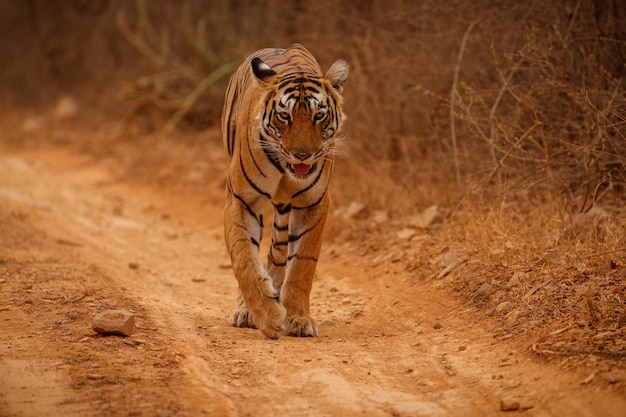 Tiger im Naturlebensraum Tiger-Männchen zu Fuß auf Komposition Wildlife-Szene mit gefährlichem Tier Heißer Sommer in Rajasthan Indien Trockene Bäume mit schönem indischen Tiger Panthera tigris