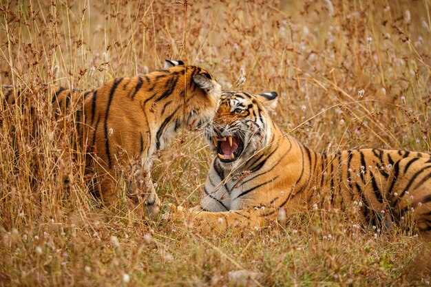 Tiger im Naturlebensraum Tiger-Männchen zu Fuß auf Komposition Wildlife-Szene mit gefährlichem Tier Heißer Sommer in Rajasthan Indien Trockene Bäume mit schönem indischen Tiger Panthera tigris