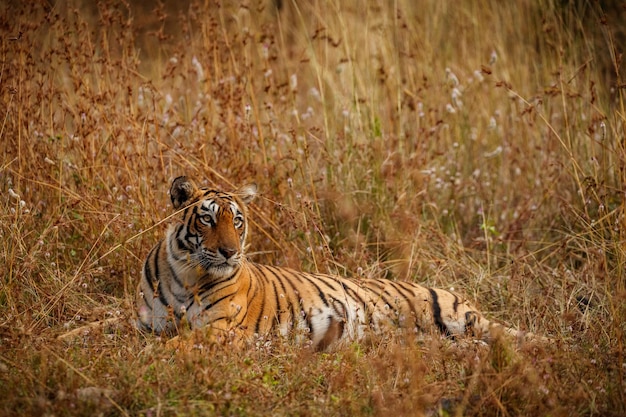 Tiger im Naturlebensraum Tiger-Männchen zu Fuß auf Komposition Wildlife-Szene mit gefährlichem Tier Heißer Sommer in Rajasthan Indien Trockene Bäume mit schönem indischen Tiger Panthera tigris