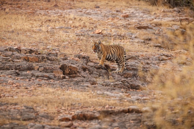 Kostenloses Foto tiger im naturlebensraum tiger-männchen zu fuß auf komposition wildlife-szene mit gefährlichem tier heißer sommer in rajasthan indien trockene bäume mit schönem indischen tiger panthera tigris