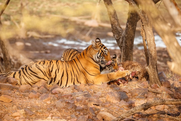 Kostenloses Foto tiger im naturlebensraum tiger-männchen zu fuß auf komposition wildlife-szene mit gefährlichem tier heißer sommer in rajasthan indien trockene bäume mit schönem indischen tiger panthera tigris
