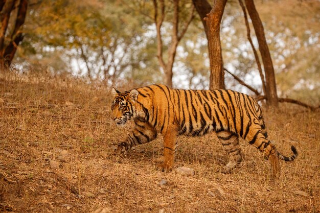 Tiger im Naturlebensraum Tiger-Männchen zu Fuß auf Komposition Wildlife-Szene mit gefährlichem Tier Heißer Sommer in Rajasthan Indien Trockene Bäume mit schönem indischen Tiger Panthera tigris