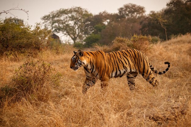 Tiger im Naturlebensraum Tiger-Männchen zu Fuß auf Komposition Wildlife-Szene mit gefährlichem Tier Heißer Sommer in Rajasthan Indien Trockene Bäume mit schönem indischen Tiger Panthera tigris