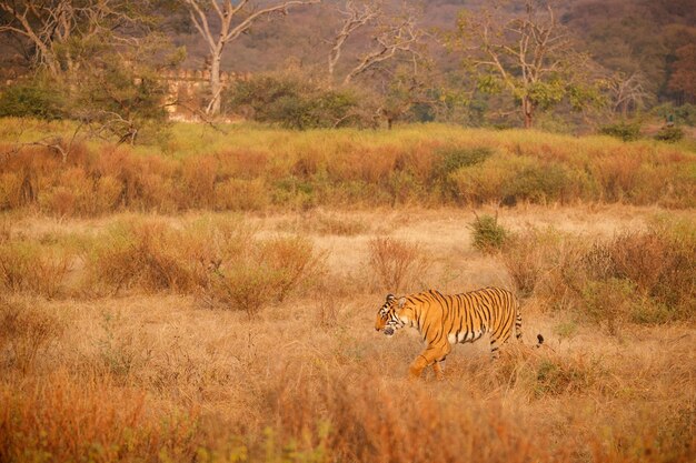 Tiger im Naturlebensraum Tiger-Männchen zu Fuß auf Komposition Wildlife-Szene mit gefährlichem Tier Heißer Sommer in Rajasthan Indien Trockene Bäume mit schönem indischen Tiger Panthera tigris