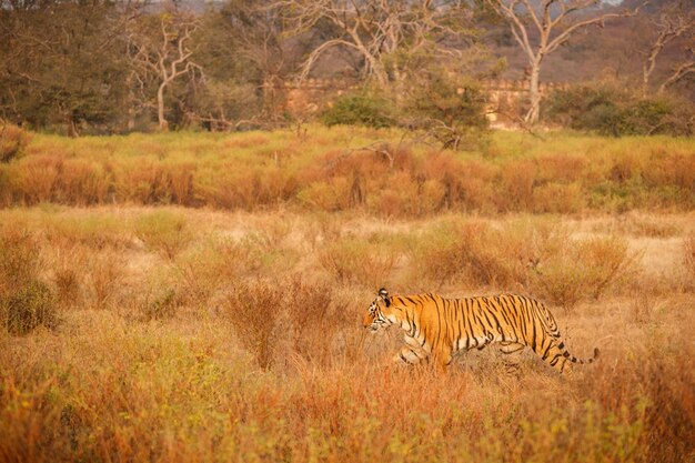 Tiger im Naturlebensraum Tiger-Männchen zu Fuß auf Komposition Wildlife-Szene mit gefährlichem Tier Heißer Sommer in Rajasthan Indien Trockene Bäume mit schönem indischen Tiger Panthera tigris