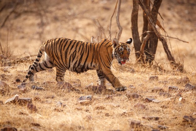 Tiger im Naturlebensraum Tiger-Männchen zu Fuß auf Komposition Wildlife-Szene mit gefährlichem Tier Heißer Sommer in Rajasthan Indien Trockene Bäume mit schönem indischen Tiger Panthera tigris