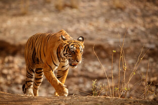 Tiger im Naturlebensraum Tiger-Männchen zu Fuß auf Komposition Wildlife-Szene mit gefährlichem Tier Heißer Sommer in Rajasthan Indien Trockene Bäume mit schönem indischen Tiger Panthera tigris