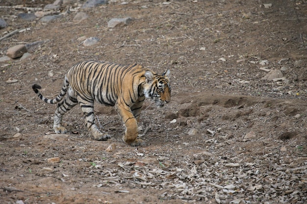 Tiger in seinem natürlichen lebensraum