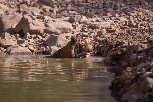 Tiger in seinem natürlichen Lebensraum
